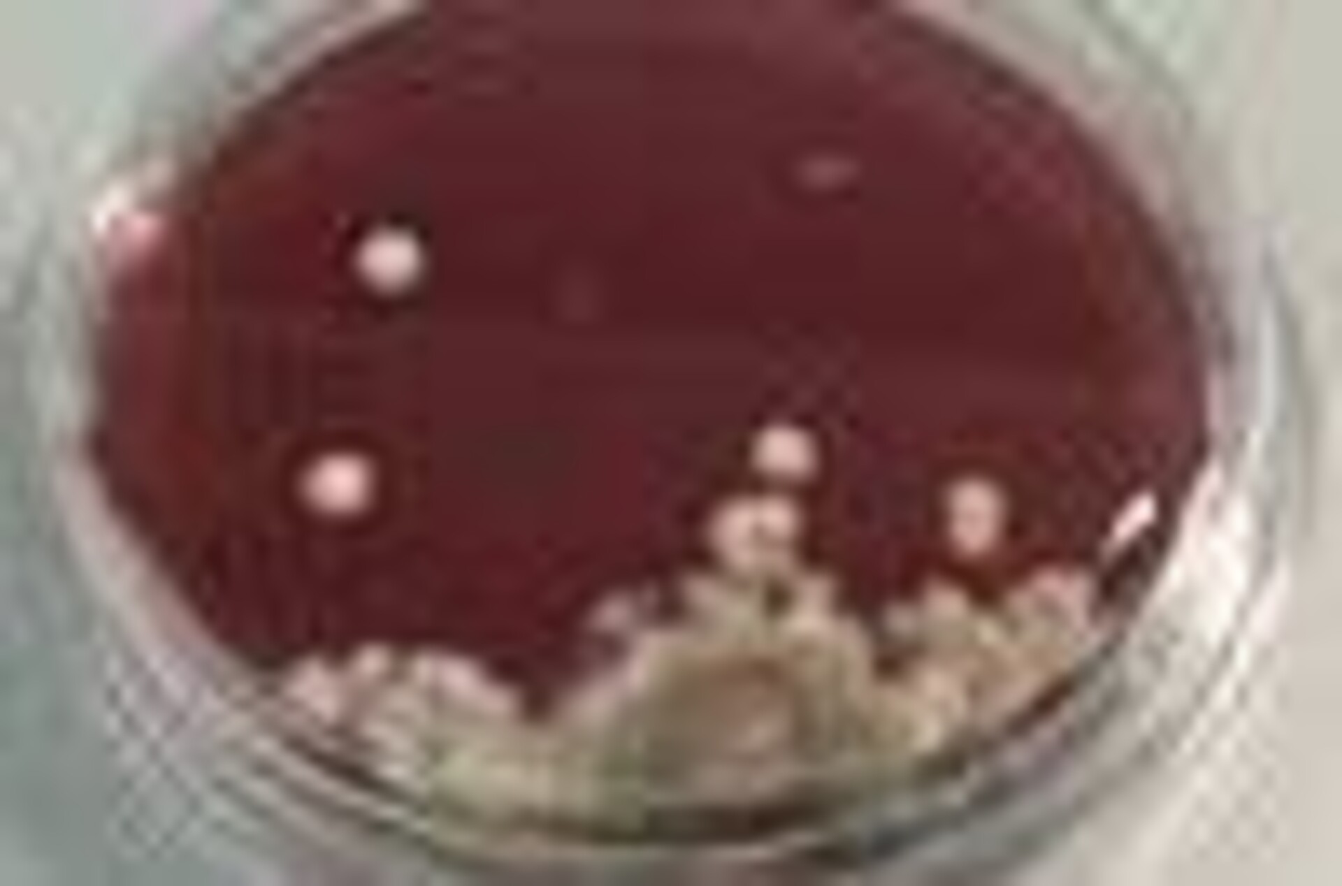 
                                                Lebensmittelmikrobiologie Labor 
                                            